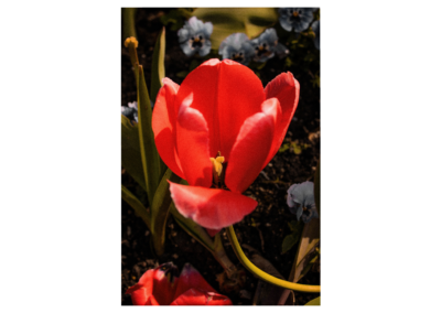 Blossom
